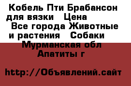 Кобель Пти Брабансон для вязки › Цена ­ 30 000 - Все города Животные и растения » Собаки   . Мурманская обл.,Апатиты г.